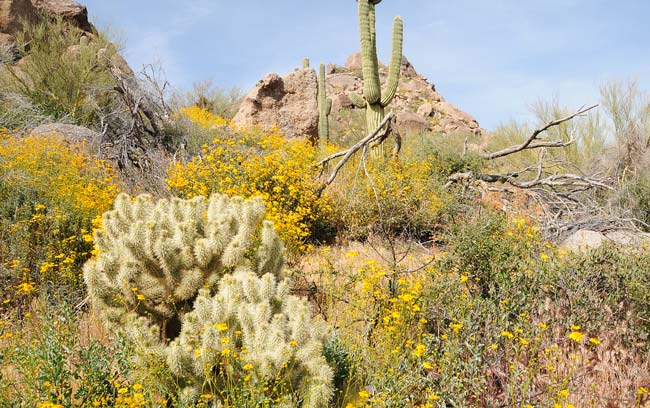 Teddy Bear Cholla is found in the Mojave and Sonoran deserts. Preferred habitats include sandy flats, gravelly to rocky washes, bajadas and hillsides. Cylindropuntia bigelovii